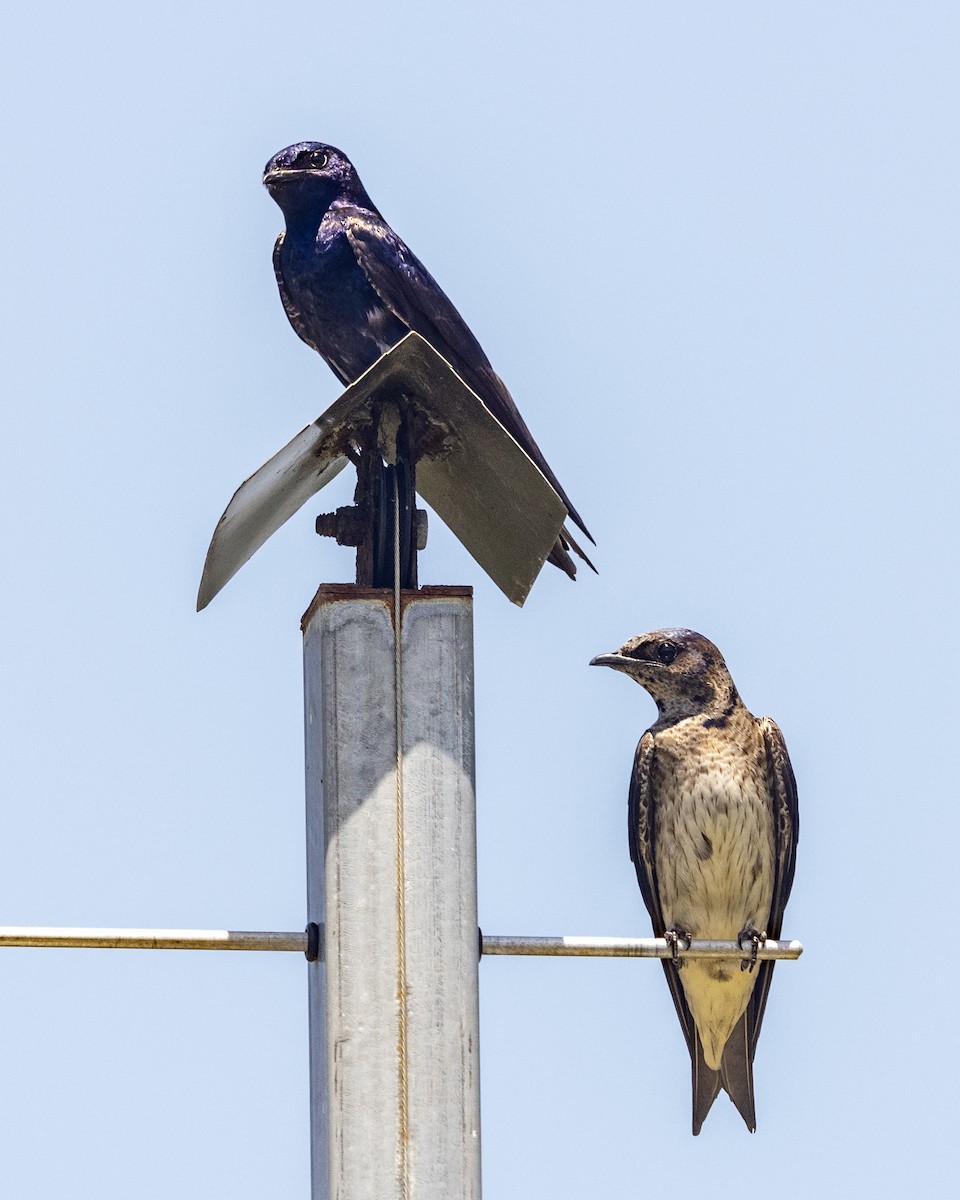 Purple Martin - ML638671630