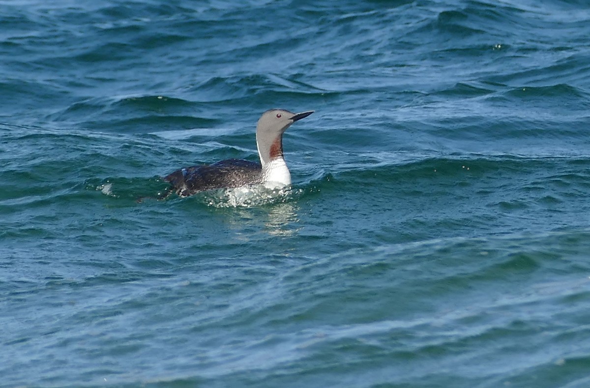 potáplice malá - ML638671634