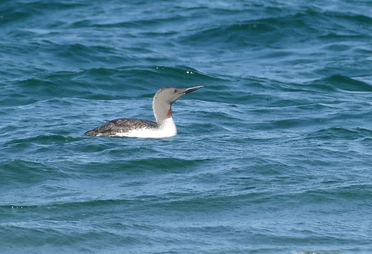 potáplice malá - ML638671635