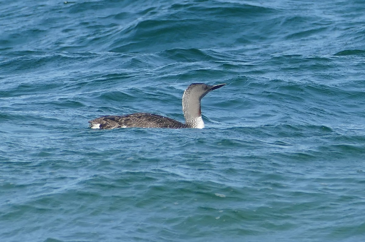 potáplice malá - ML638671636