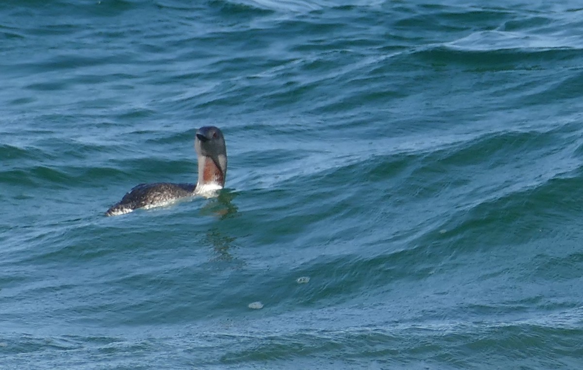 potáplice malá - ML638671637