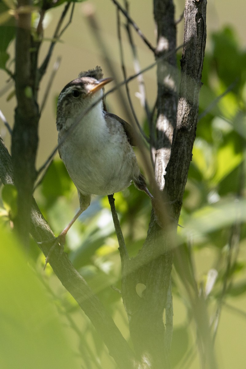 Marsh Wren - ML638671638