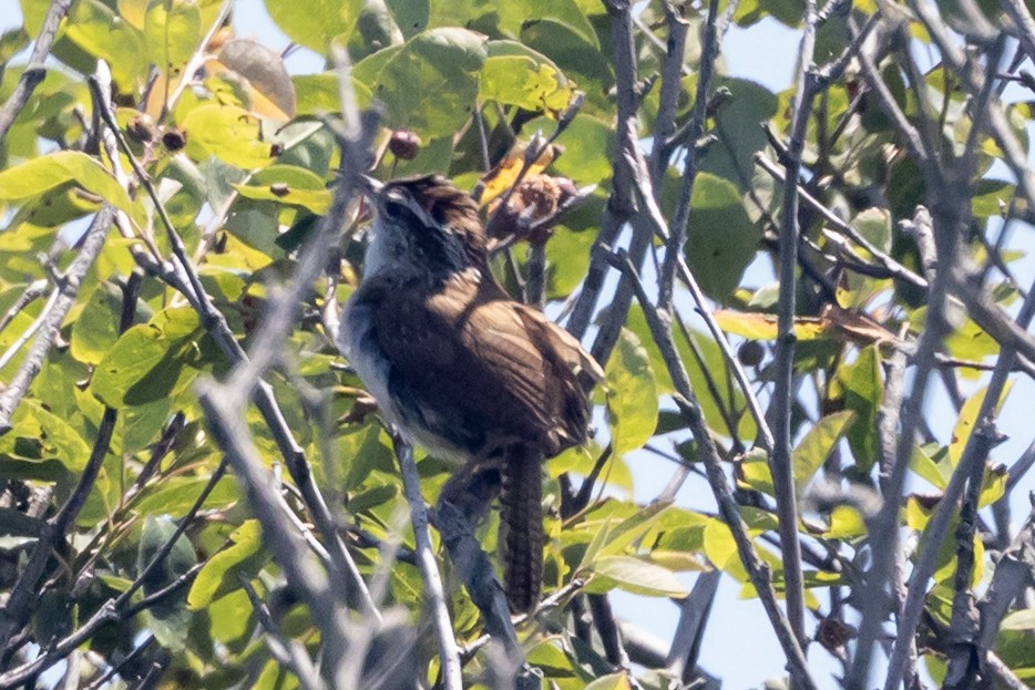 Carolina Wren - ML638671648