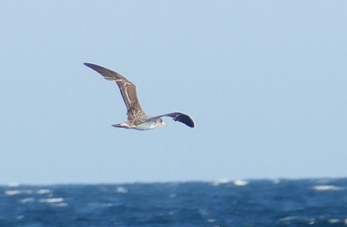 buřňák atlantský - ML638671651