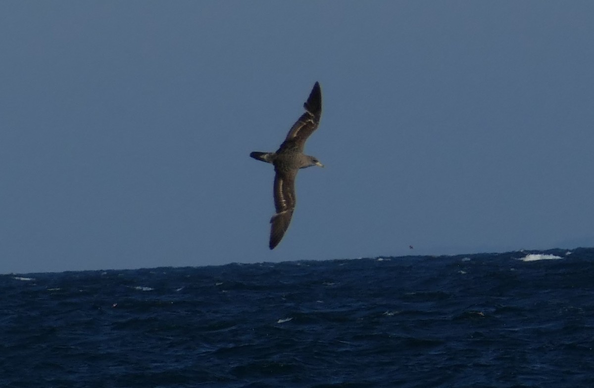 buřňák atlantský - ML638671652