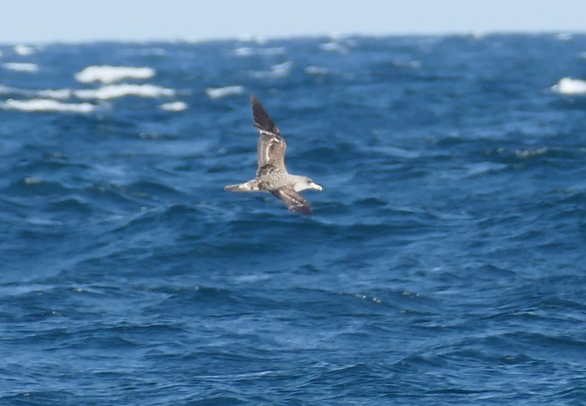 buřňák atlantský - ML638671653