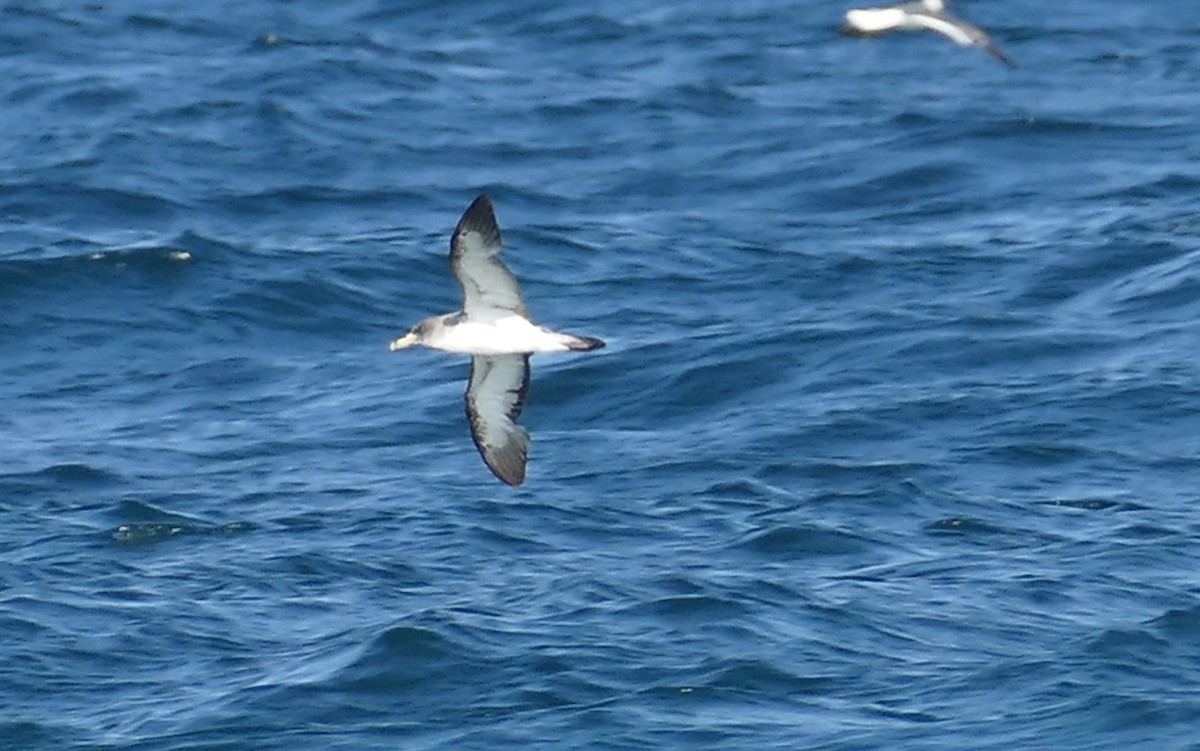 buřňák atlantský - ML638671654