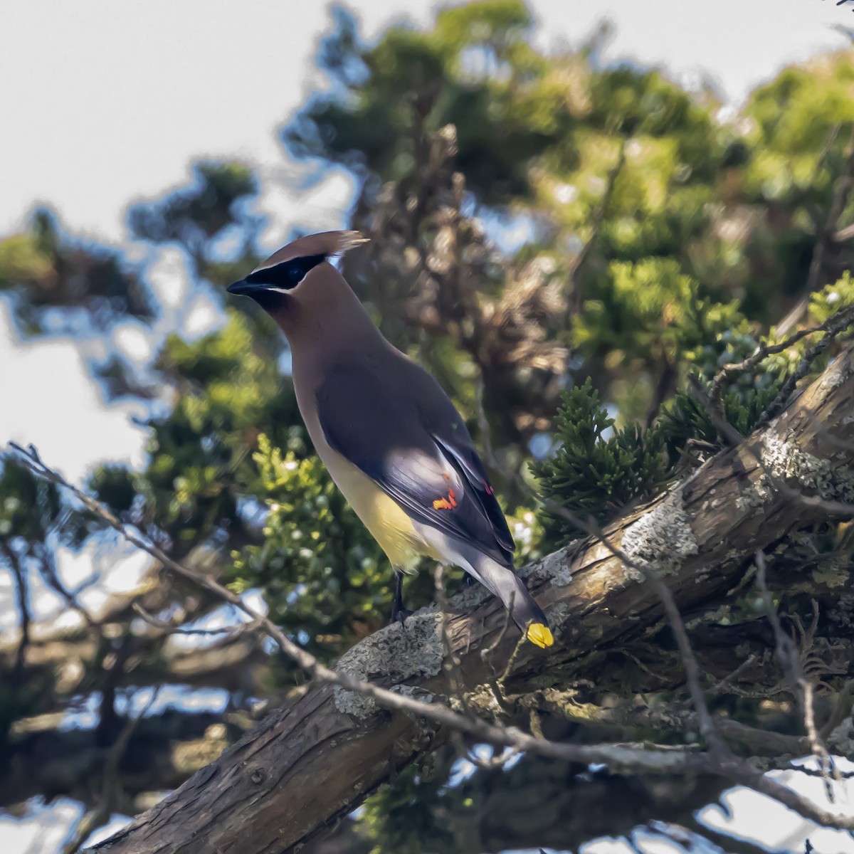 Cedar Waxwing - ML638671656