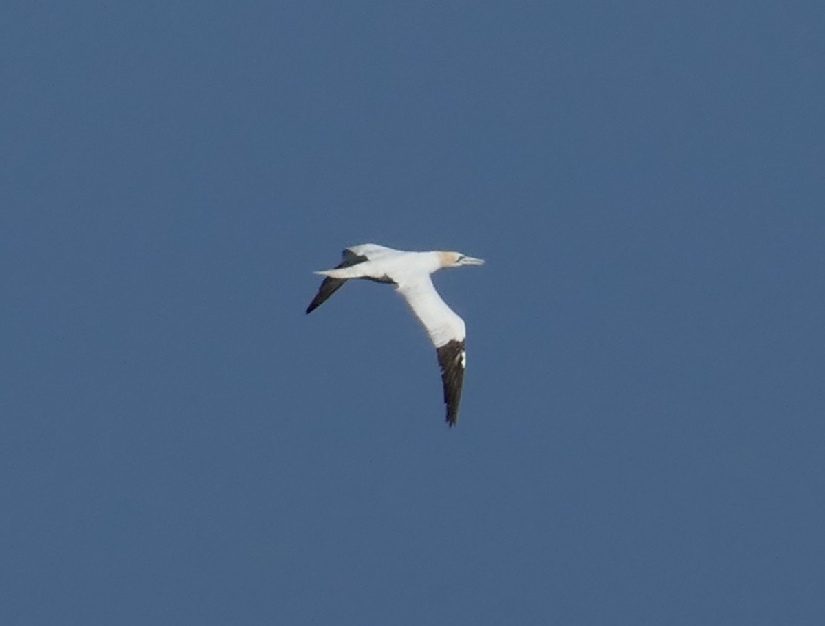 terej bílý - ML638671657