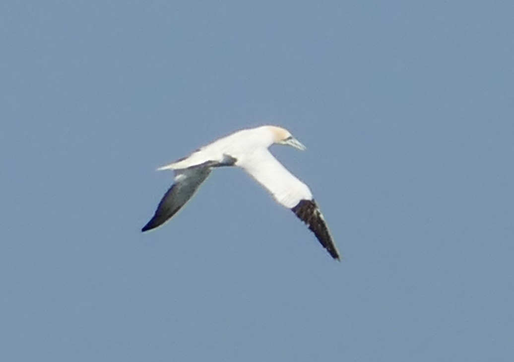 terej bílý - ML638671658