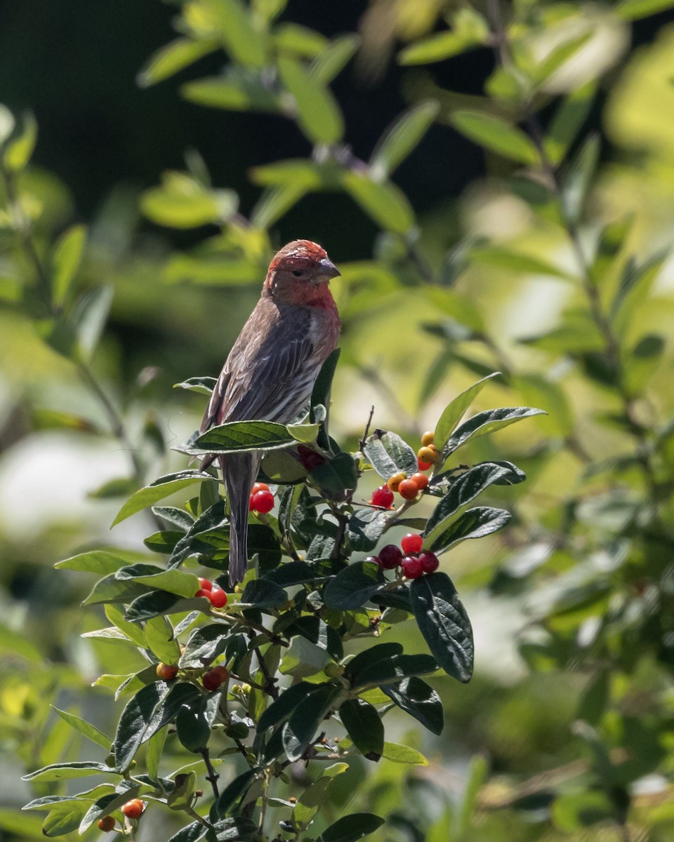 House Finch - ML638671665