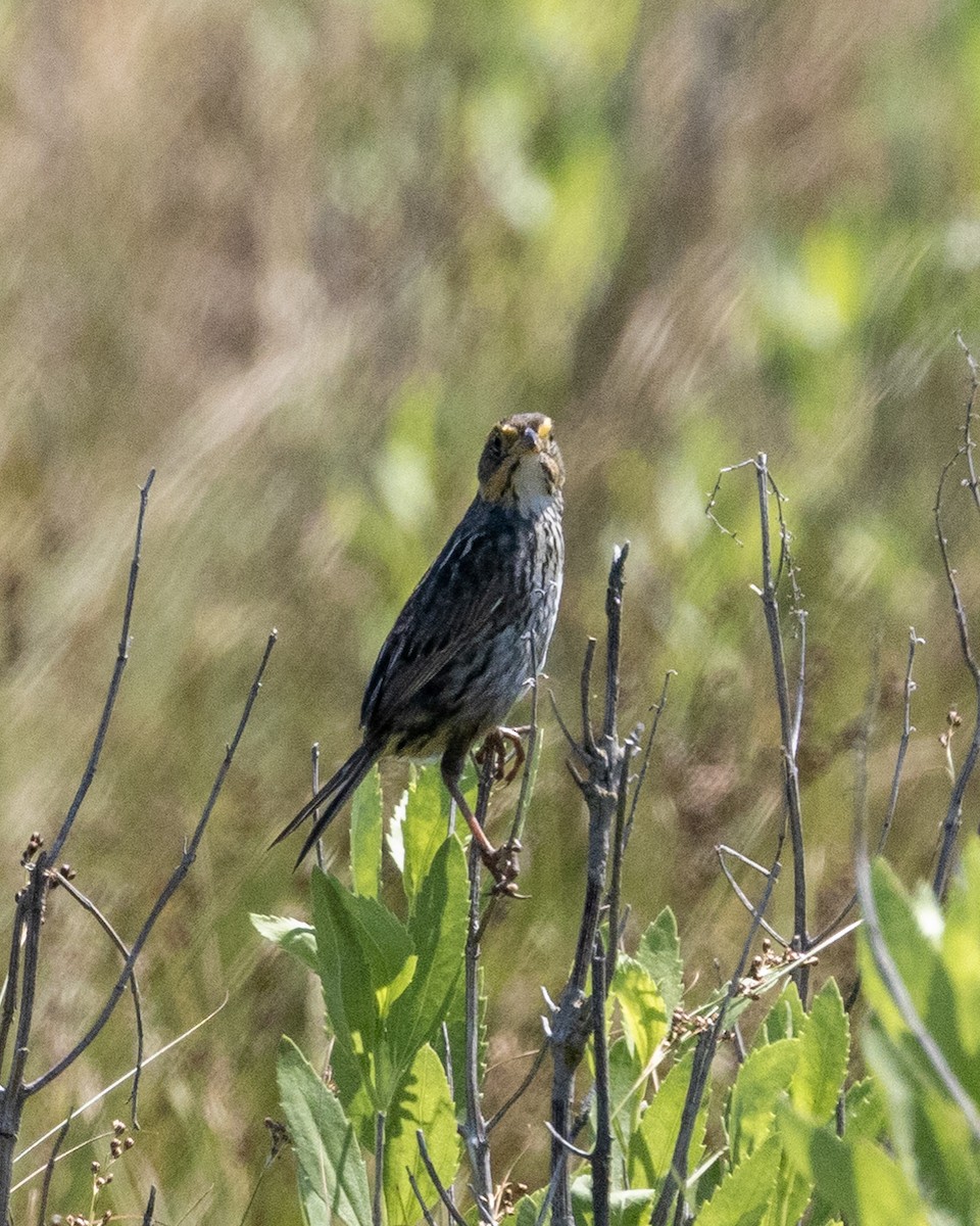 Saltmarsh Sparrow - ML638671671
