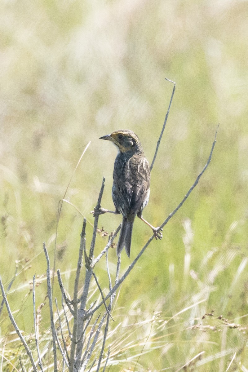 Saltmarsh Sparrow - ML638671672
