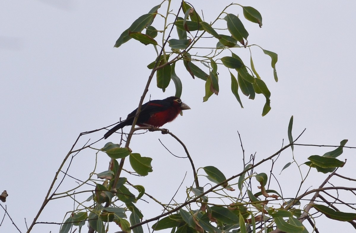 Double-toothed Barbet - ML638671682