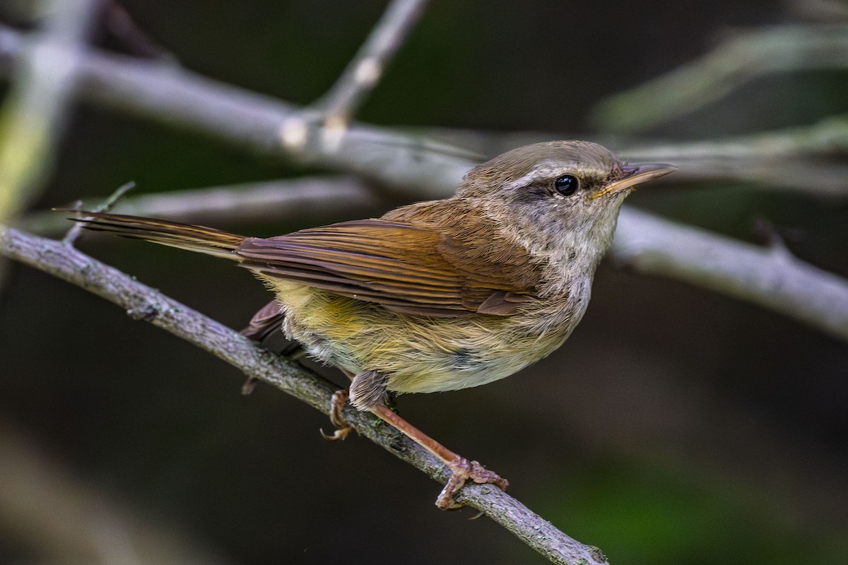 Brownish-flanked Bush Warbler - ML638671712