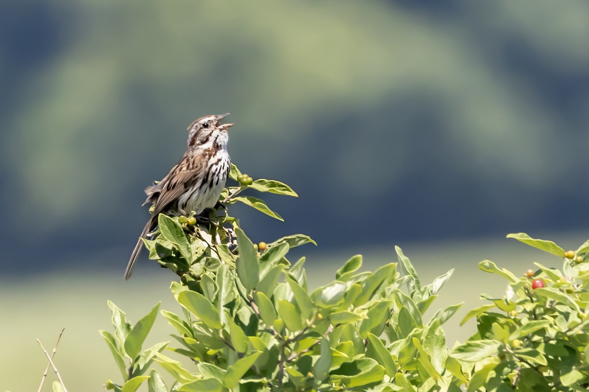 Song Sparrow - ML638671721