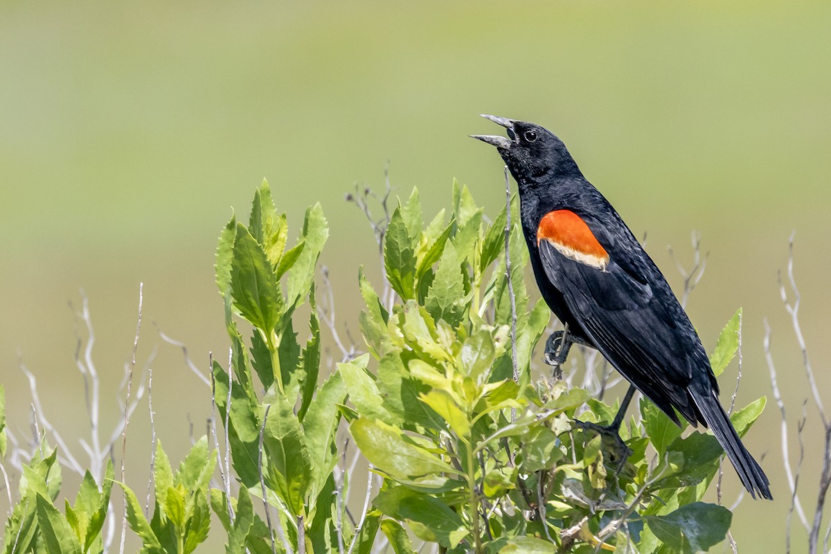 Red-winged Blackbird - ML638671723