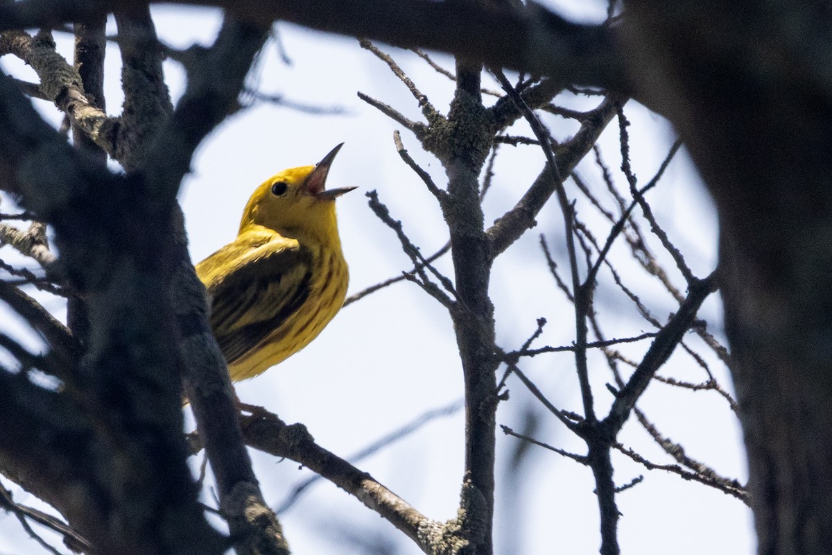Northern Yellow Warbler - ML638671733