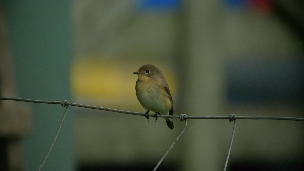 Red-breasted Flycatcher - ML638671739