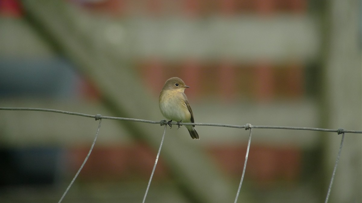 Red-breasted Flycatcher - ML638671740