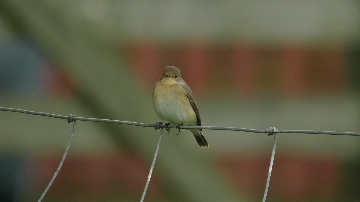 Red-breasted Flycatcher - ML638671742