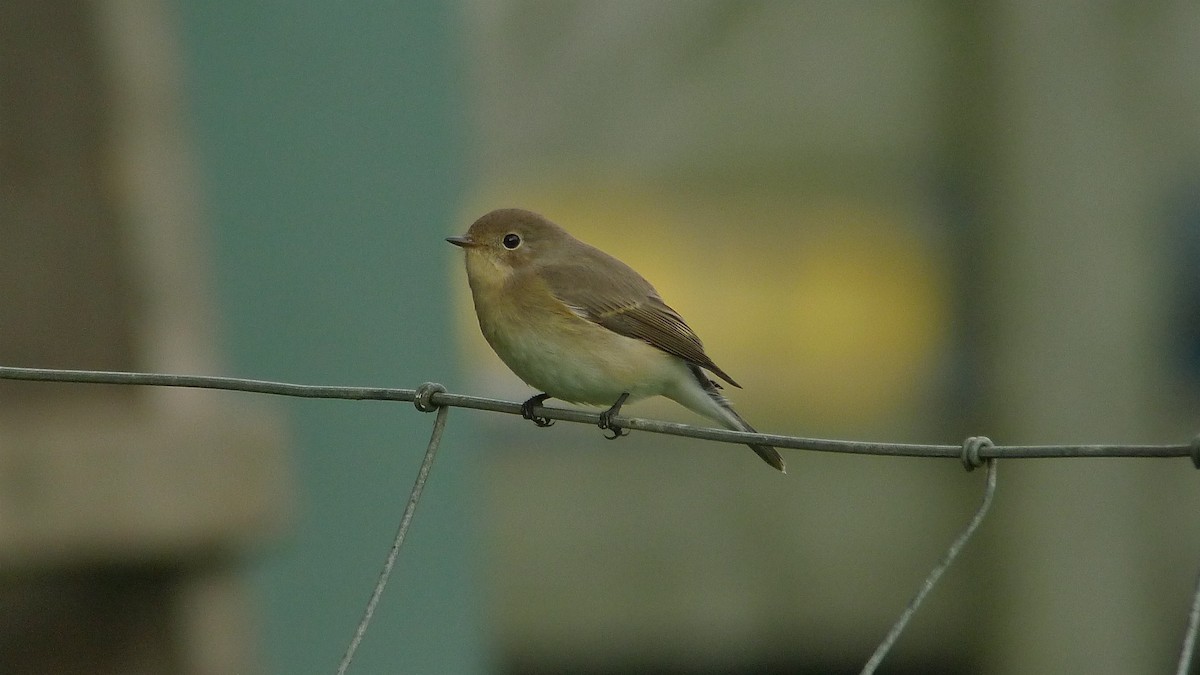 Red-breasted Flycatcher - ML638671745