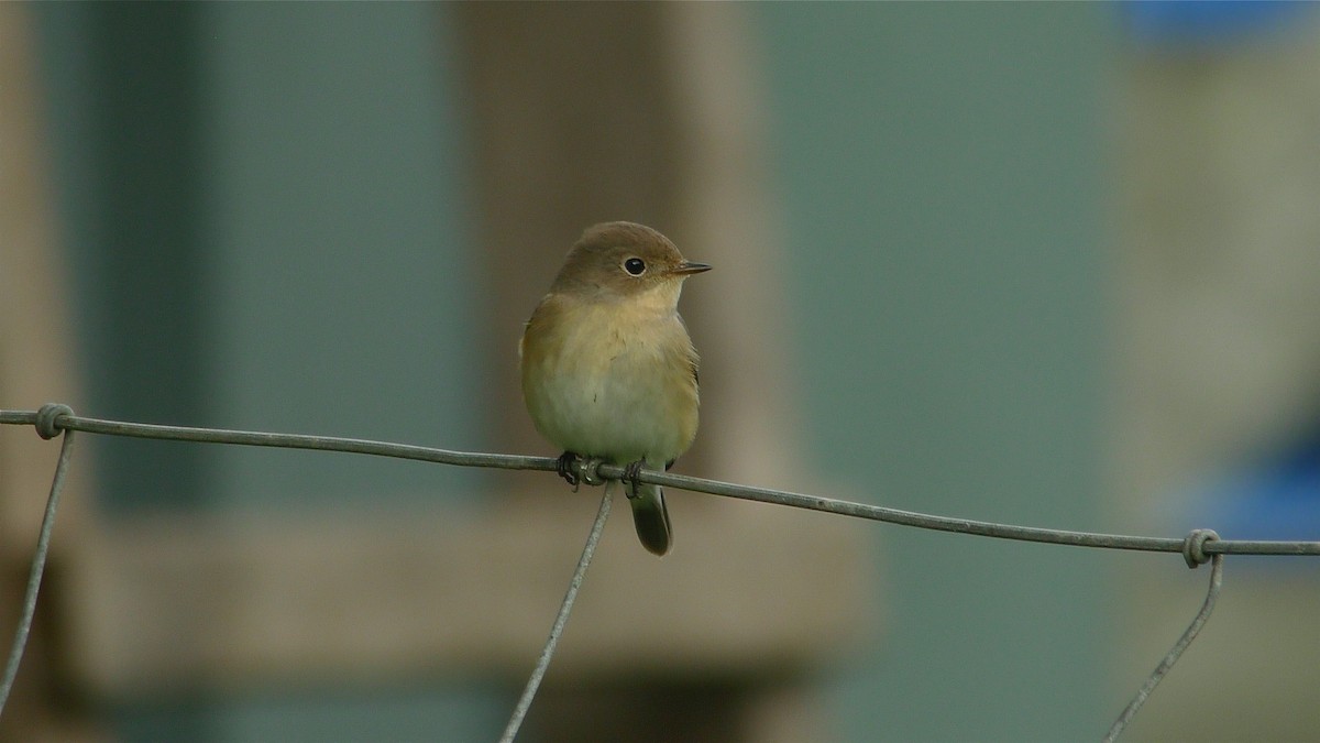 Red-breasted Flycatcher - ML638671754