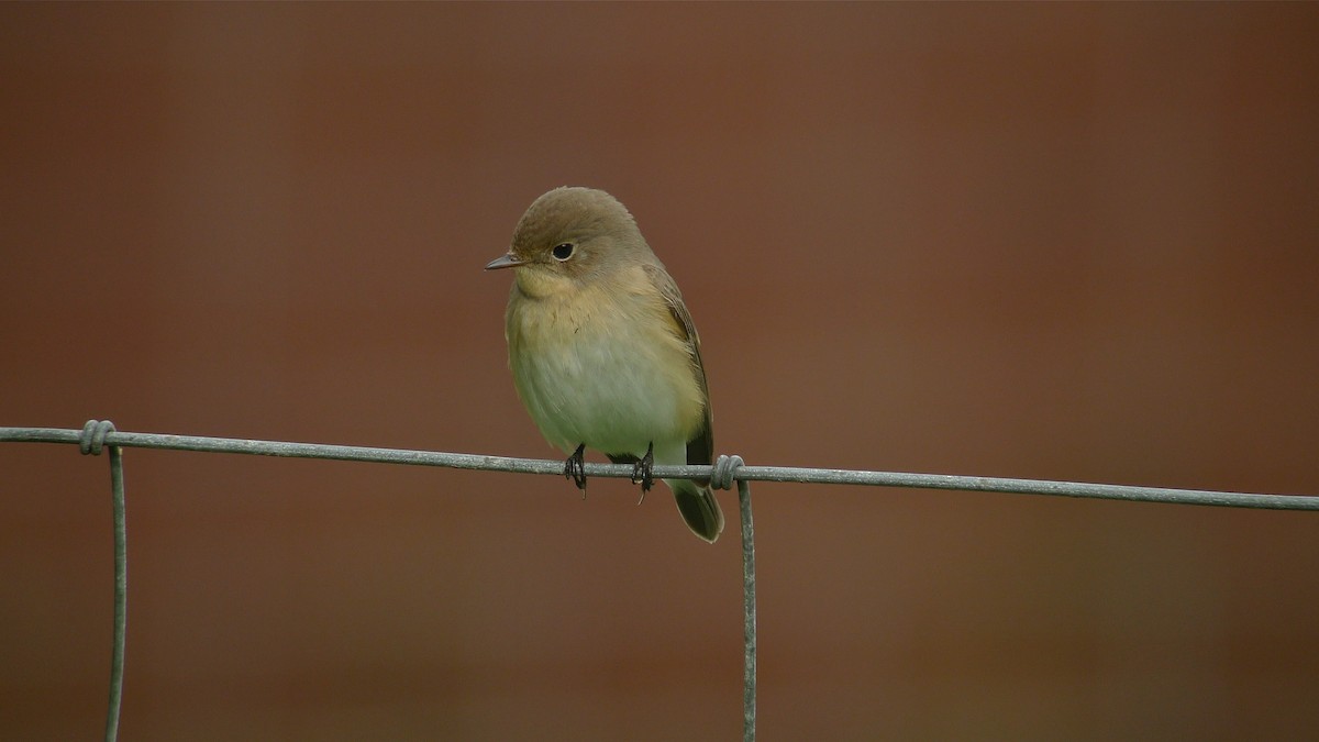 Red-breasted Flycatcher - ML638671757