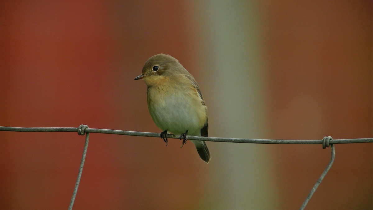 Red-breasted Flycatcher - ML638671762