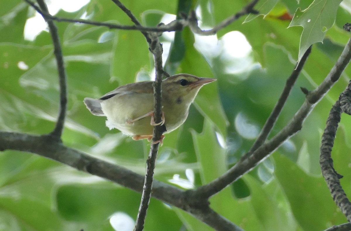 Swainson's Warbler - ML638671769