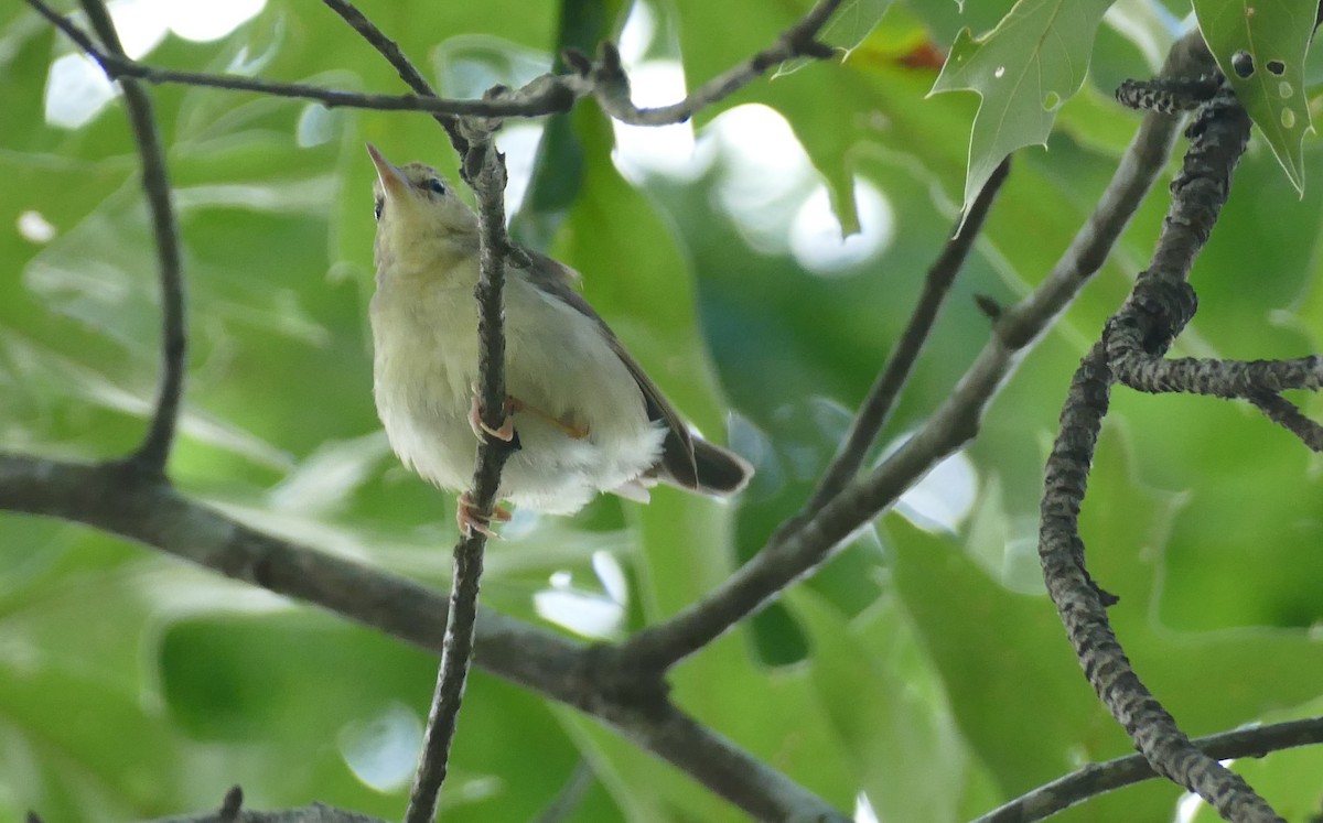 Swainson's Warbler - ML638671770