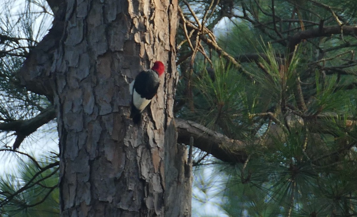 datel červenohlavý - ML638671782