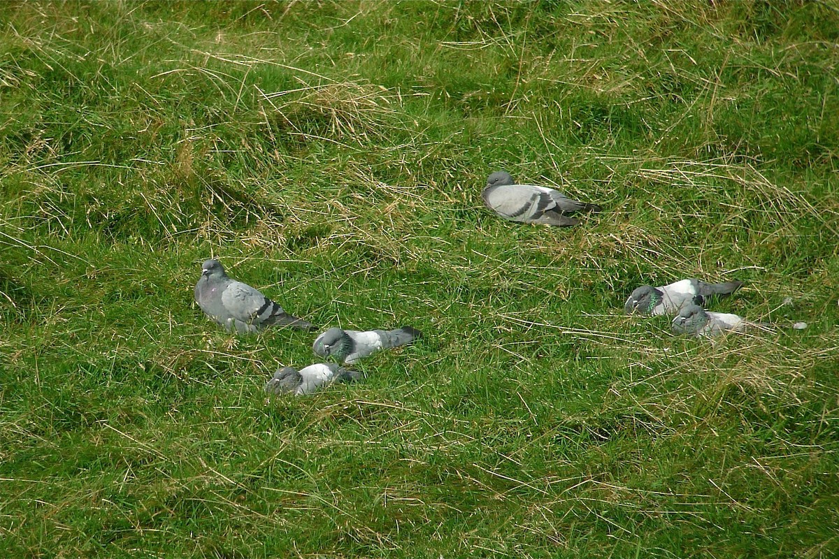 Rock Pigeon - ML638671783