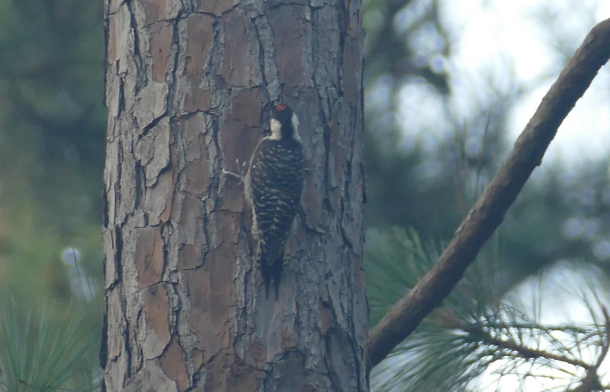 strakapoud kokardový - ML638671790