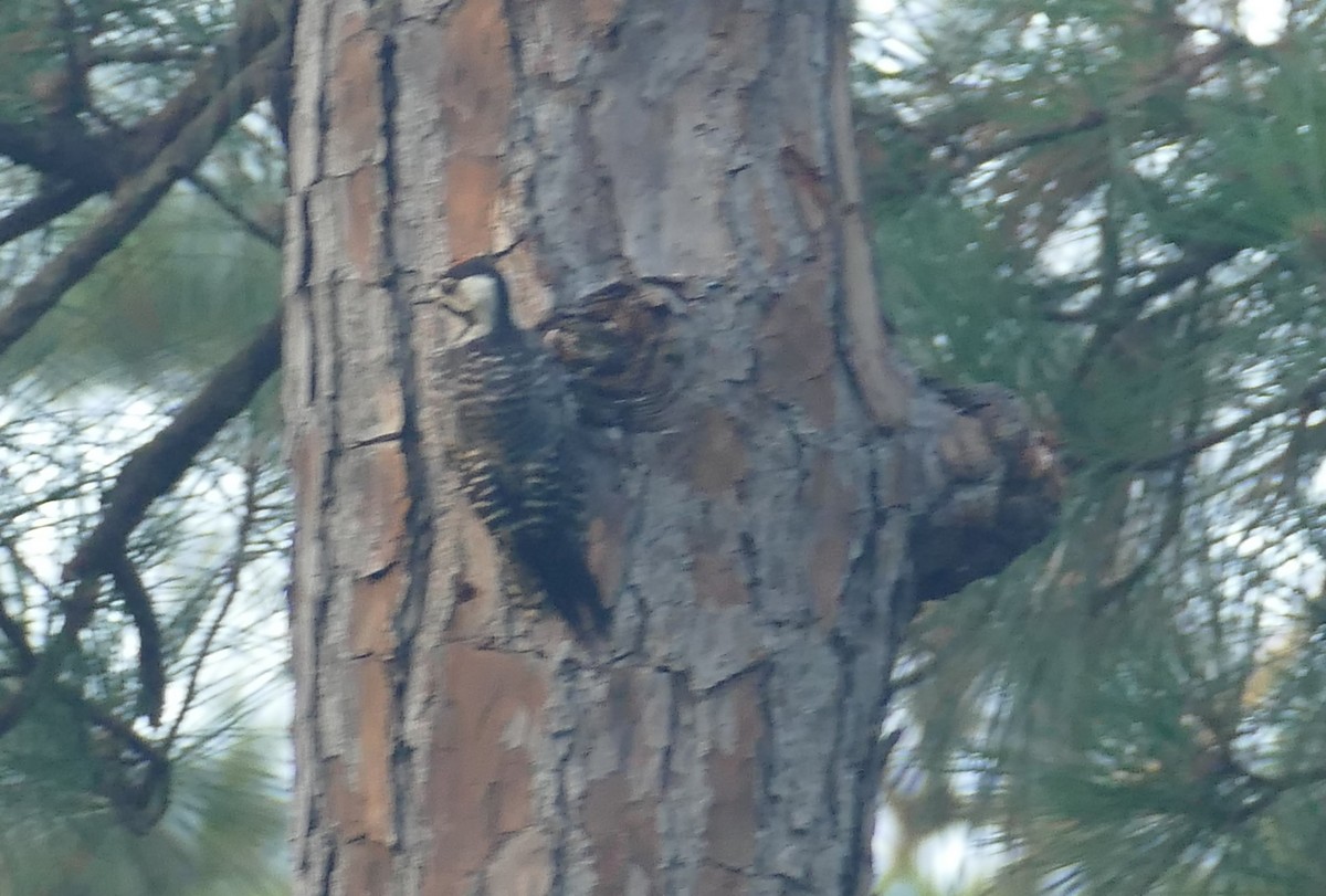 strakapoud kokardový - ML638671791