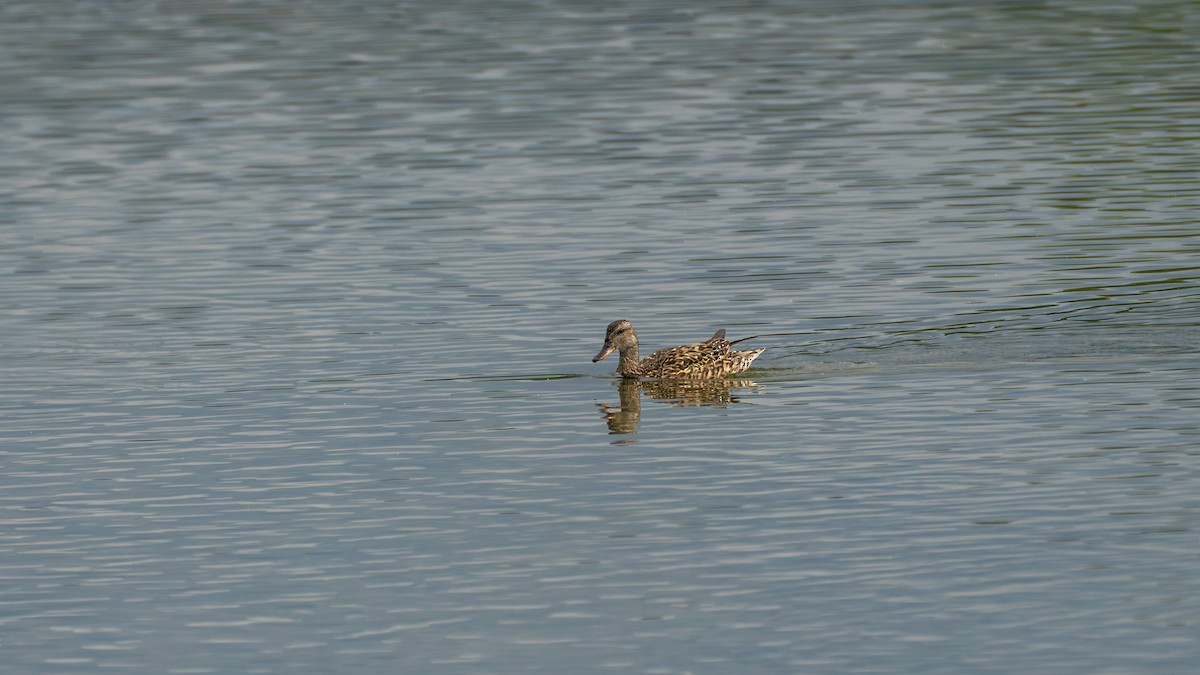 Gadwall - ML638671818