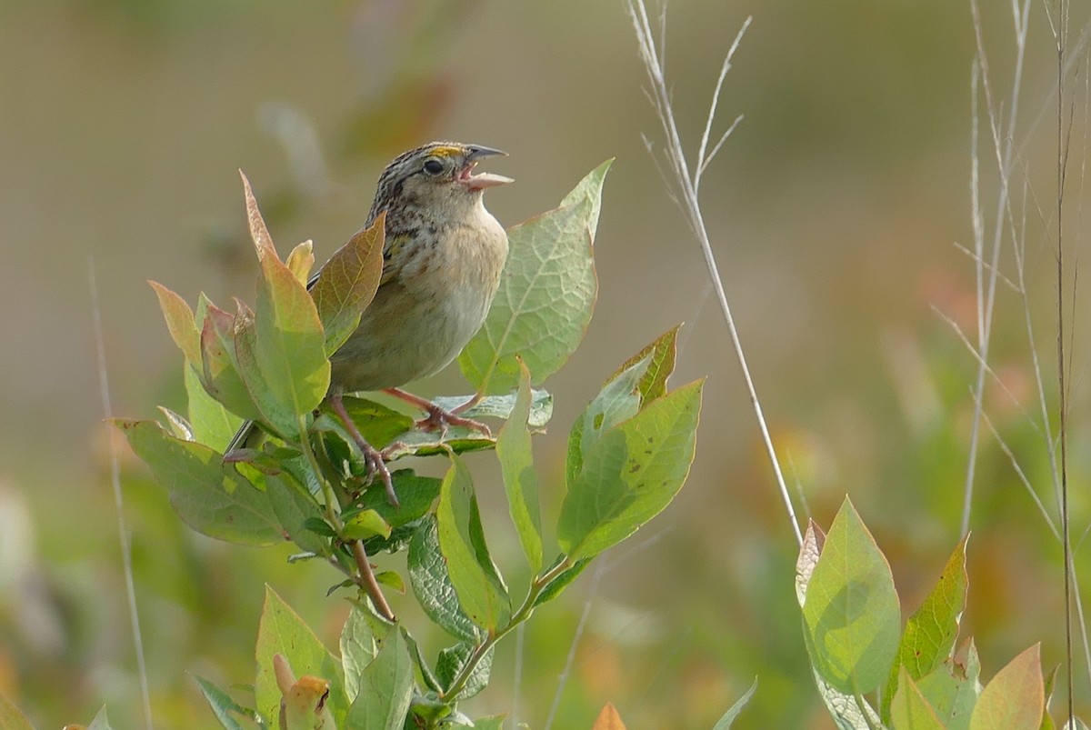 Grasshopper Sparrow - ML638671839