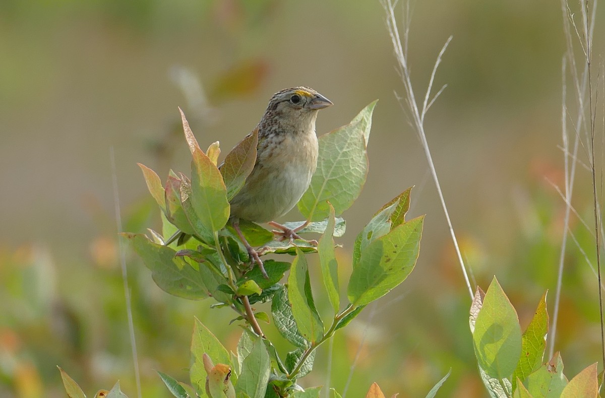 Grasshopper Sparrow - ML638671840