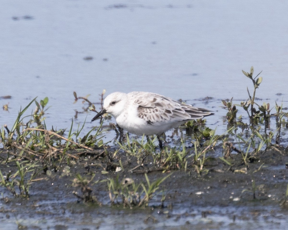 Sanderling - ML638671898