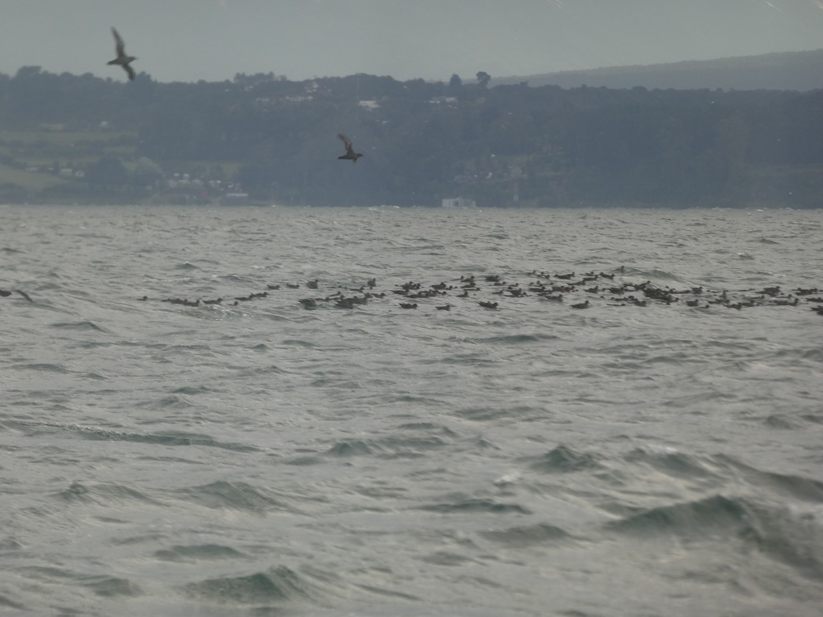 Sooty Shearwater - ML638672118