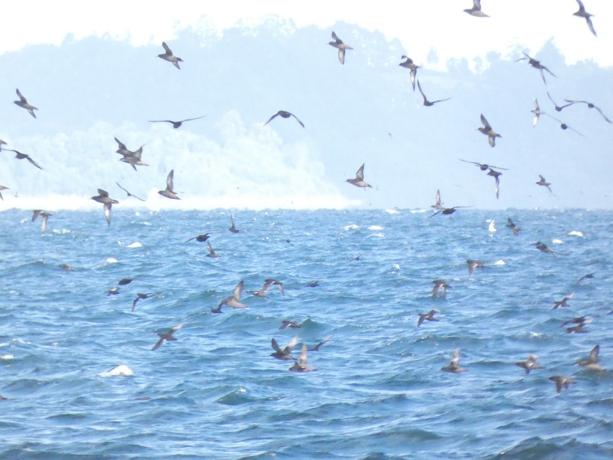 Sooty Shearwater - ML638672120