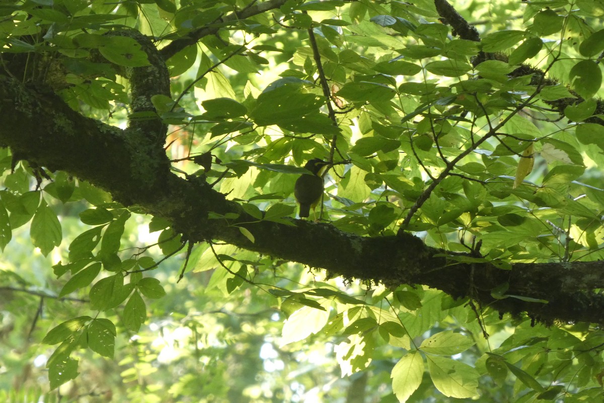 Kentucky Warbler - ML638672154
