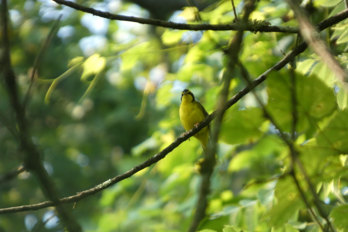 Kentucky Warbler - ML638672155