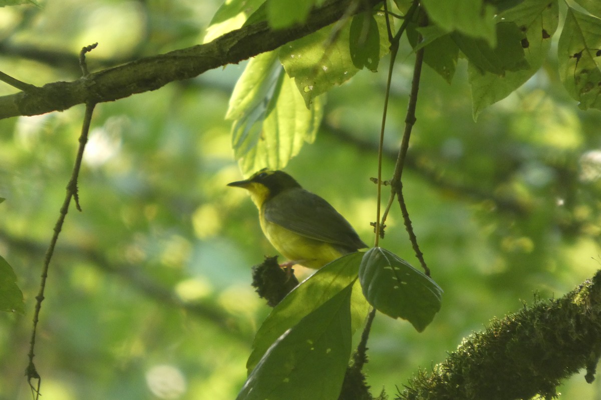 Kentucky Warbler - ML638672156