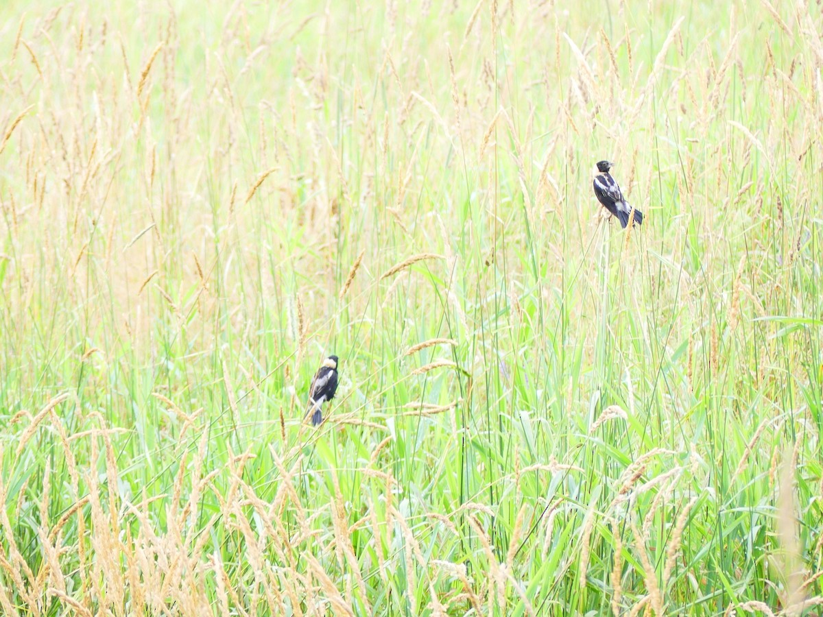 Bobolink - ML638672160