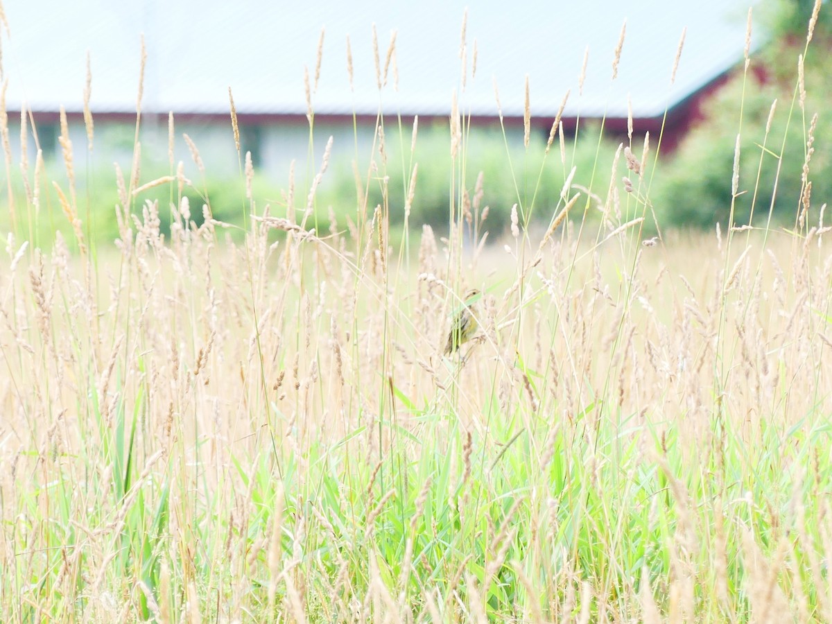 Bobolink - ML638672173