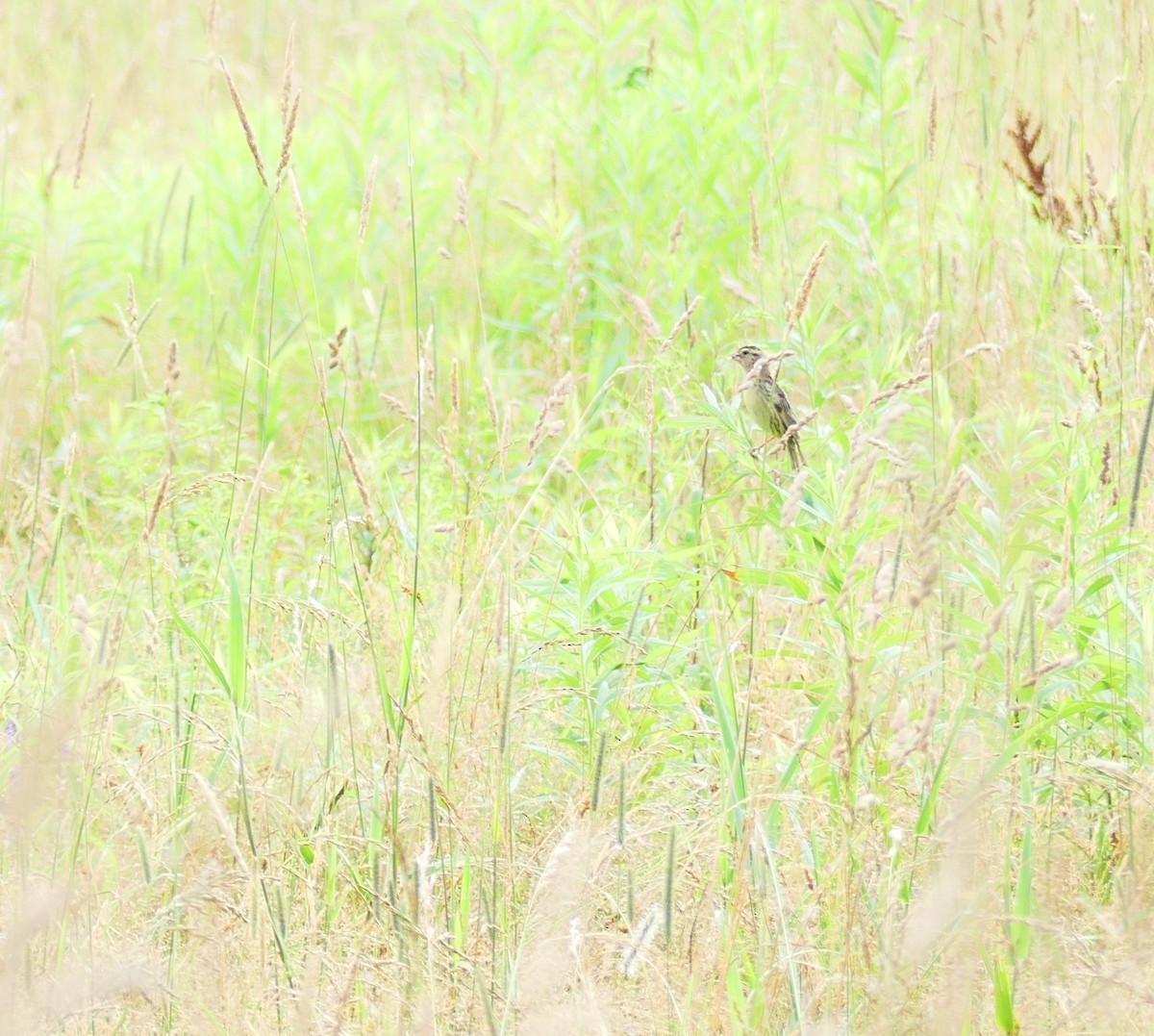 Bobolink - ML638672177