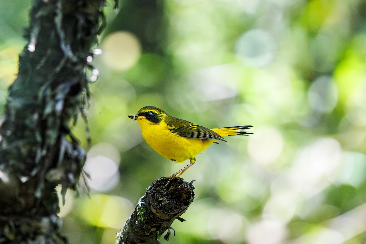 Golden Bush-Robin - ML638672180