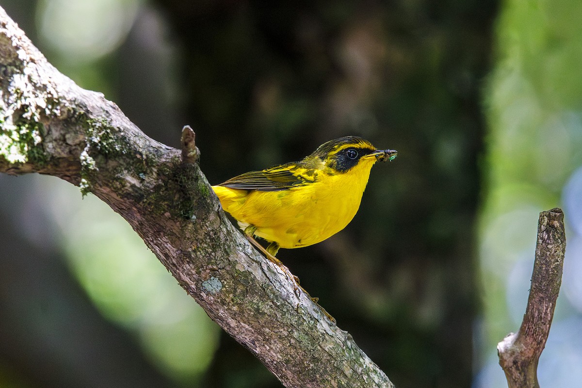 Golden Bush-Robin - ML638672181