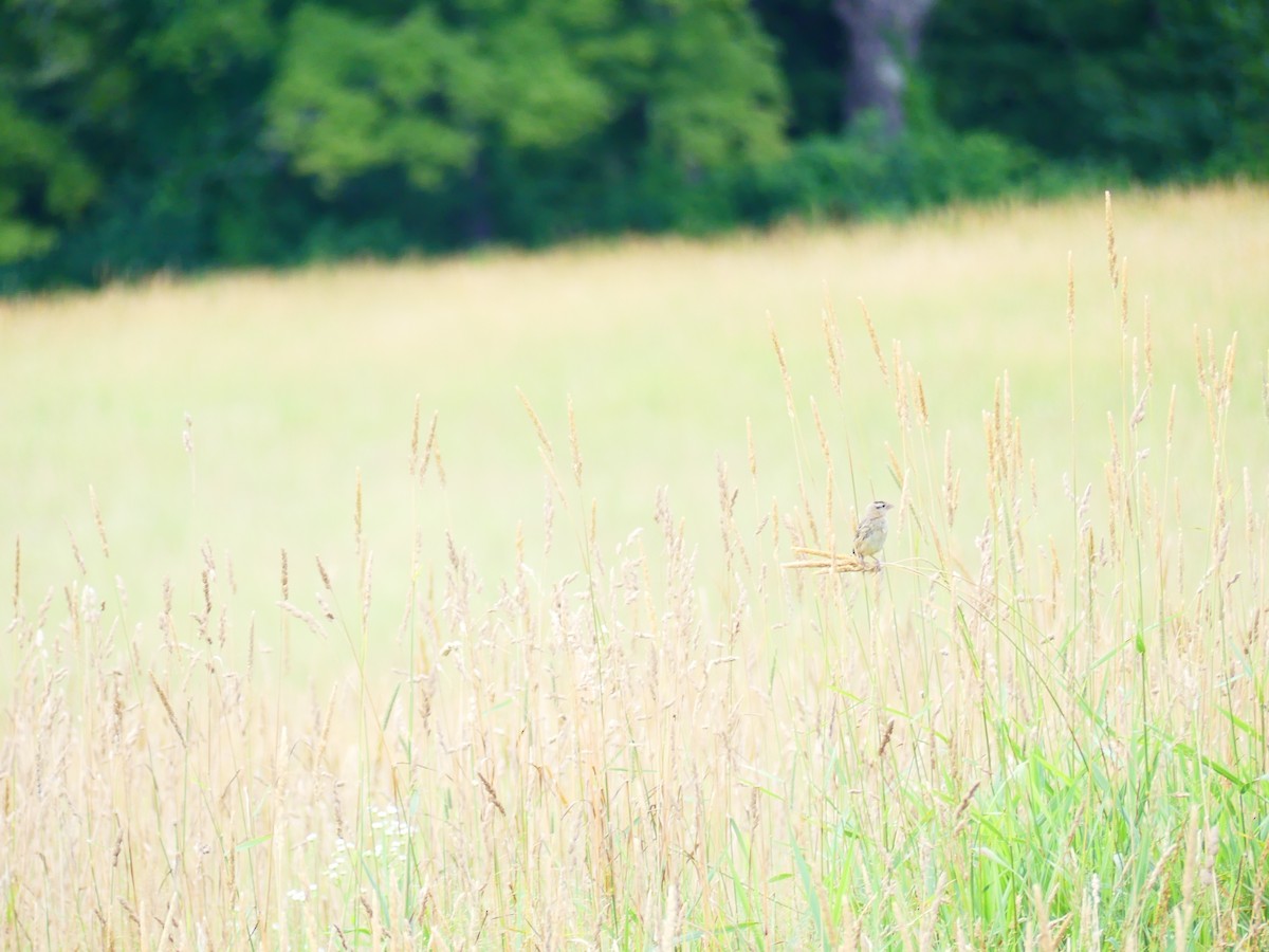 Bobolink - ML638672186